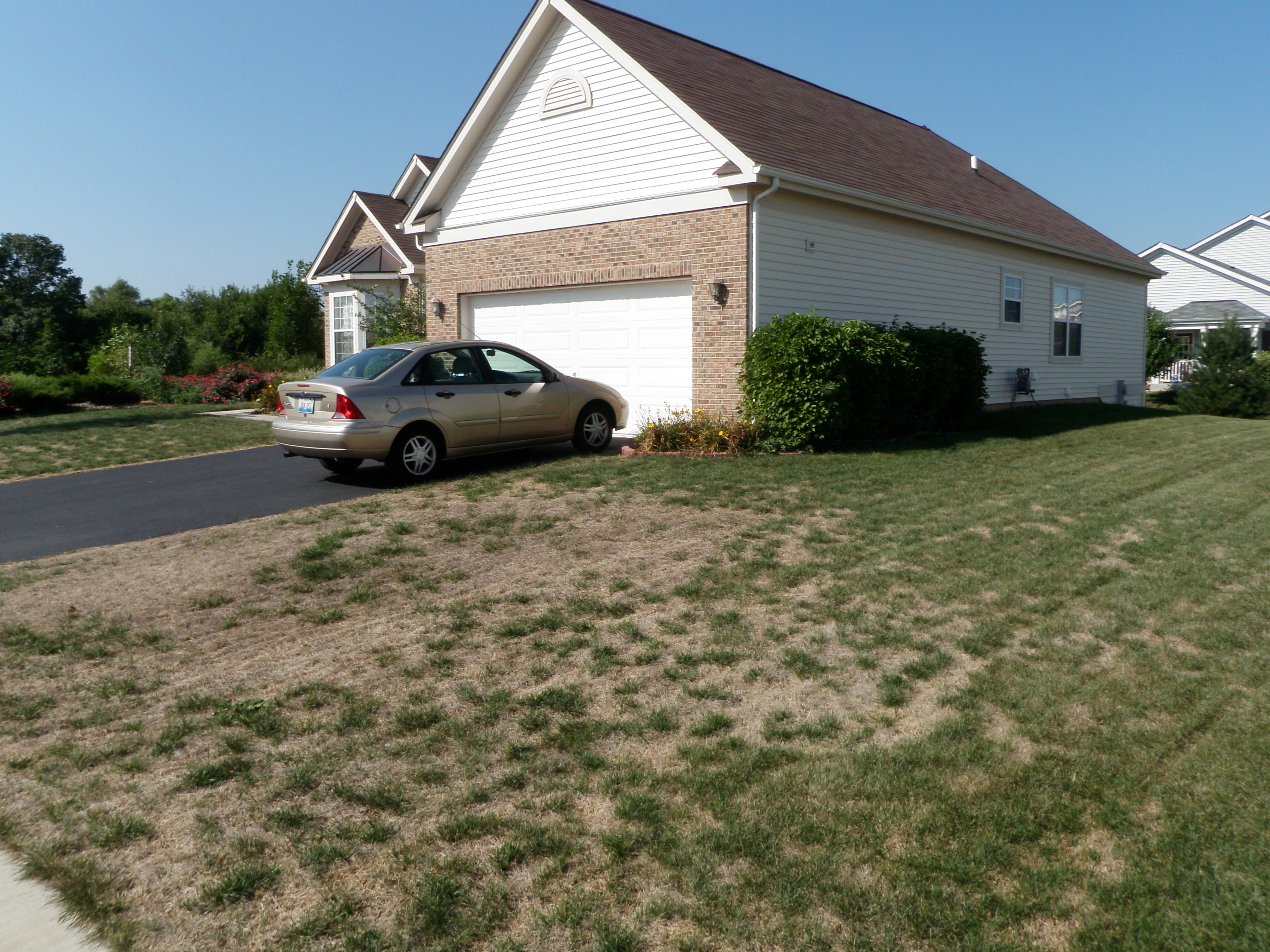side yard lawn disease