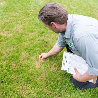 team inspecting grass