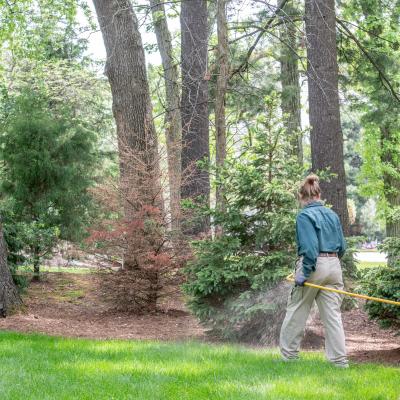 fertilizing trees