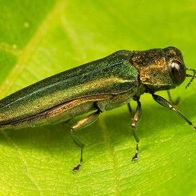 Emerald Ash Borer