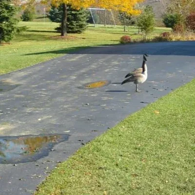 geese in the yard