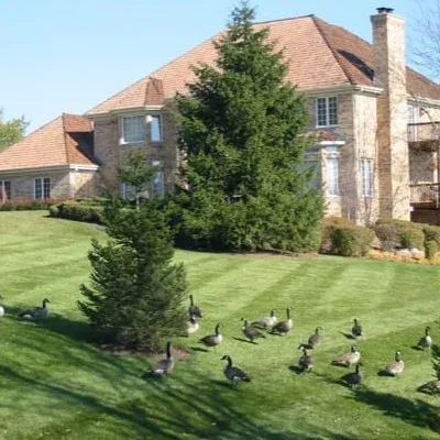 geese in the yard