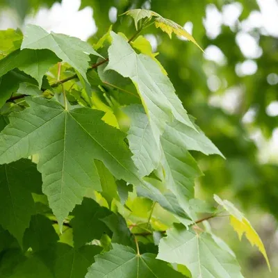 close up image leaves