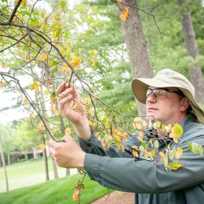 tech inspecting leaves on a tree