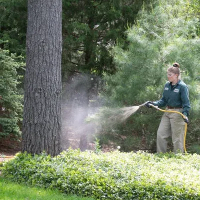 technician spraying tree