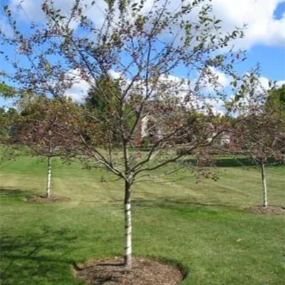 treating tree disease 