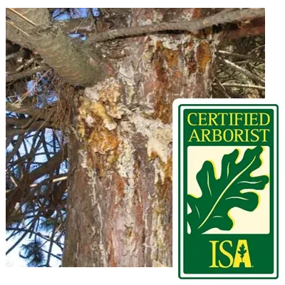 tree insect damage