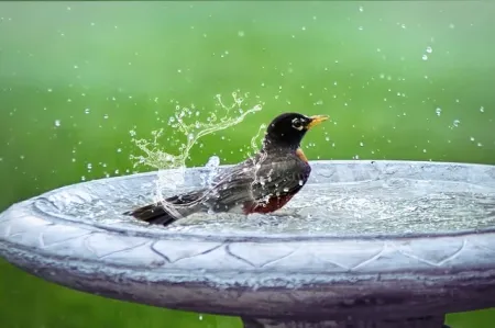 bird