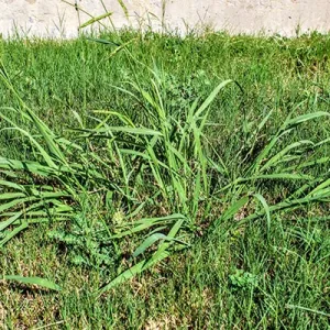 grabgrass