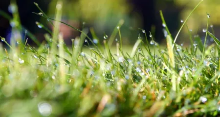 grass