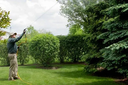 tree and shrub care