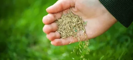 seed