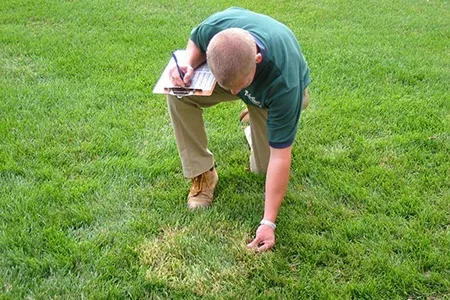 Turf Care Enterprises Lawn Technician inspecting grass