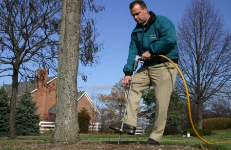 tree fertilization