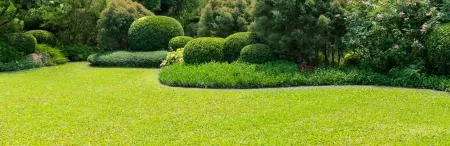 shrub