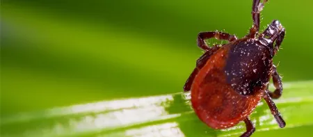 tick