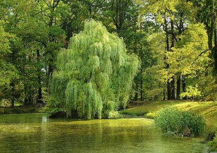 trees