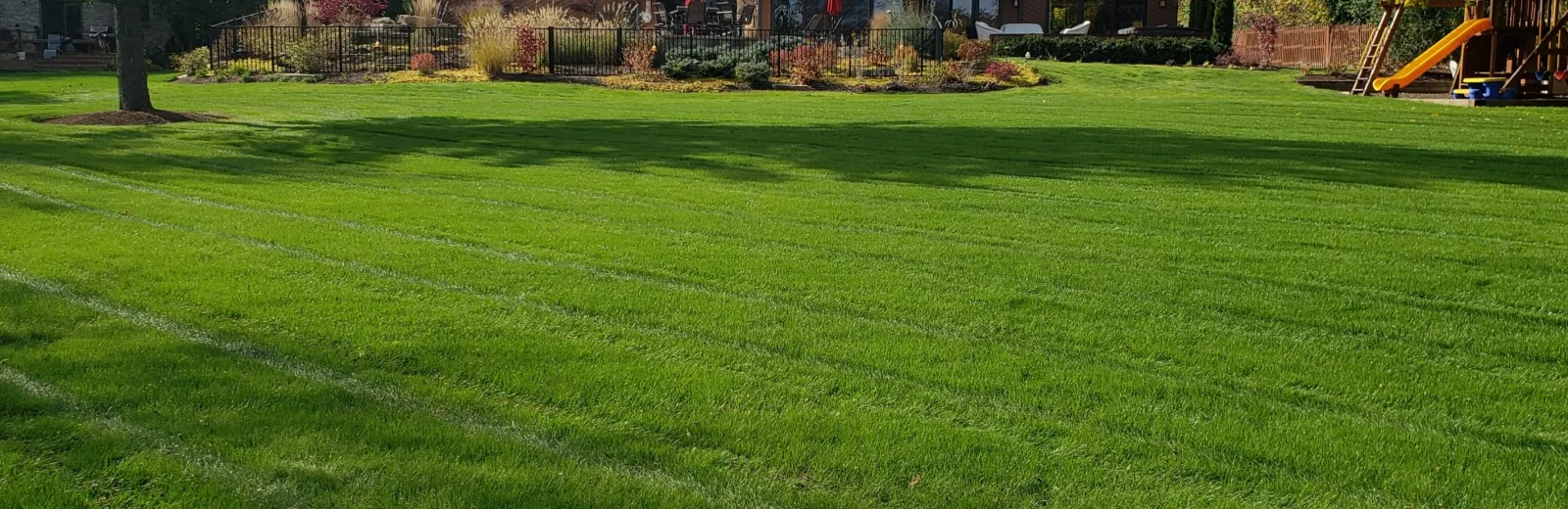 back yard after fertilization