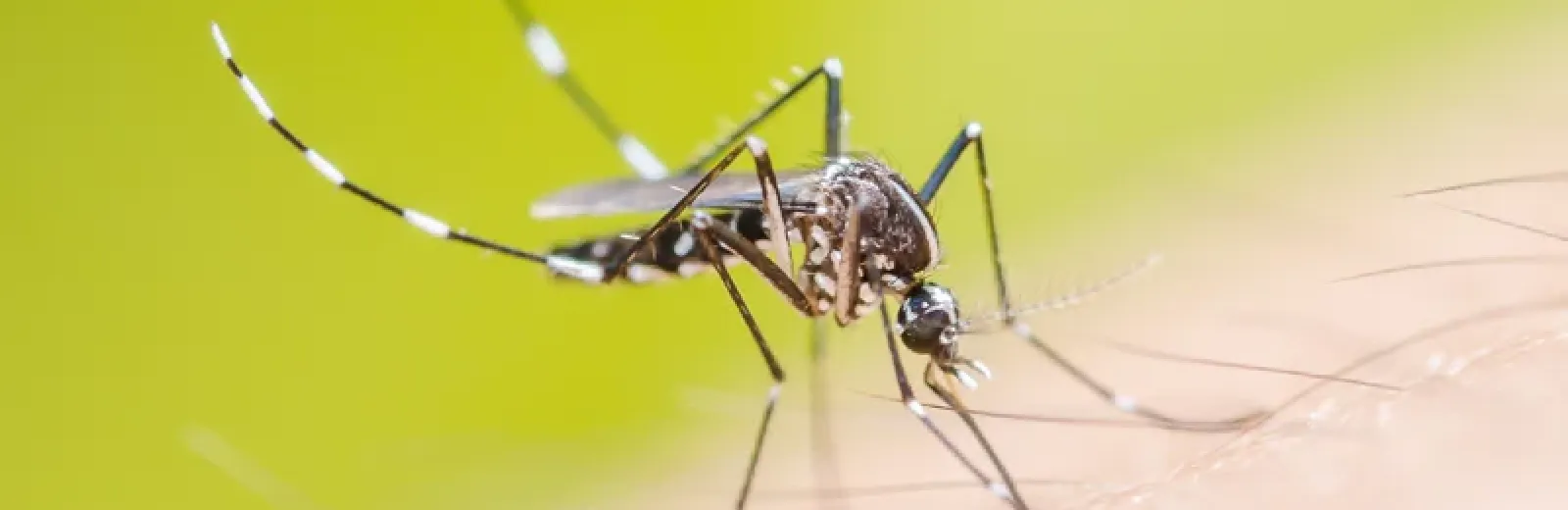 mosquito