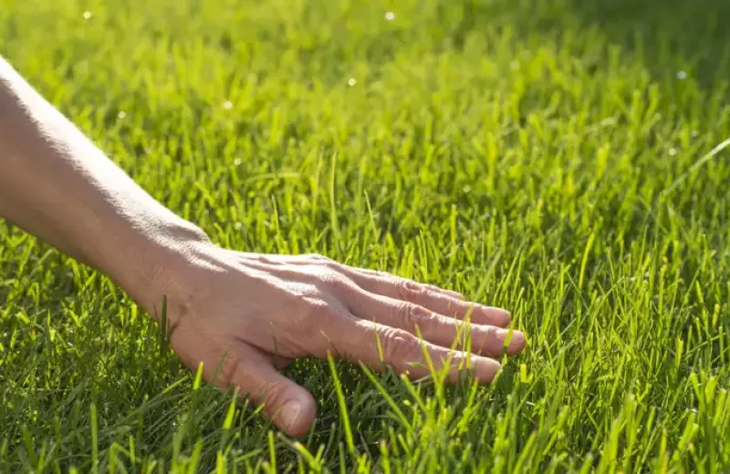 Hand feeling a well-maintained lawn