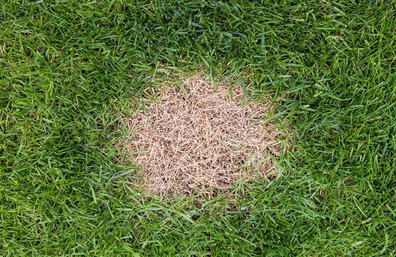 lawn disease