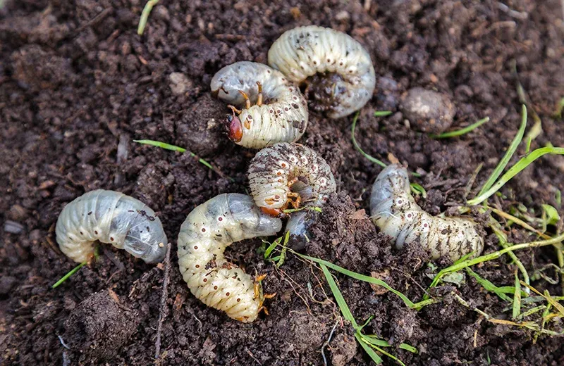 lawn pests grubs