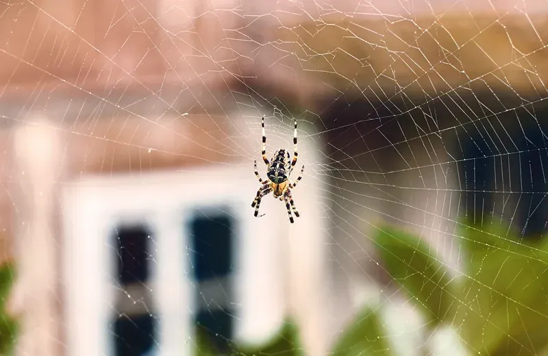 spider web outside home