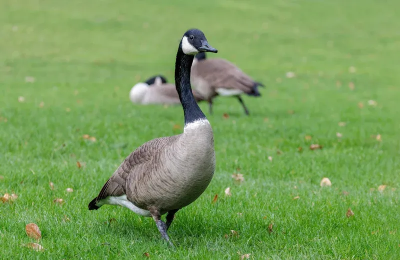 geese in the lawn