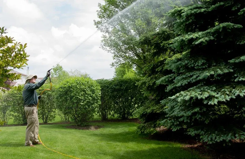 Lawn technician spraying trees