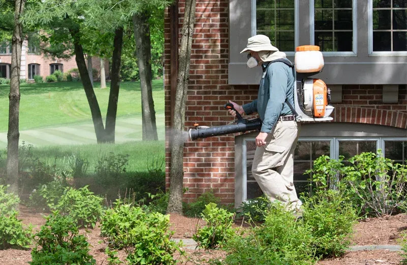 spraying trees and shrubs for ticks and mosquitoes