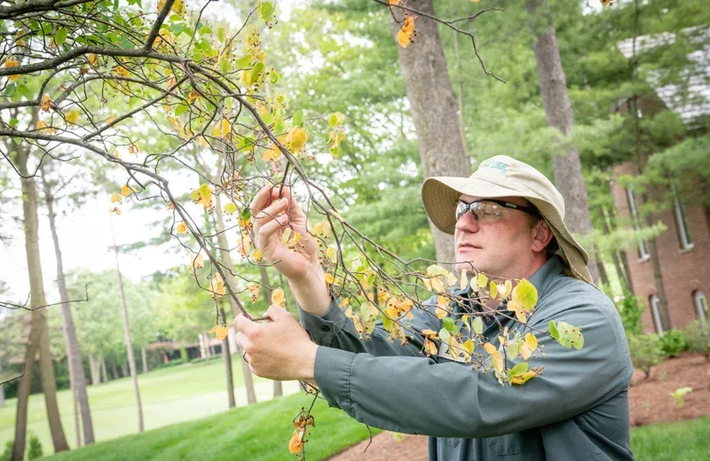 tech inspecting leaves on a tree