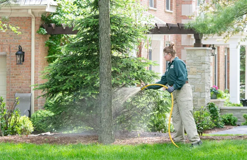 tech spraying trees