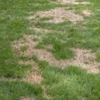 A brown lawn