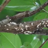 a tree diease