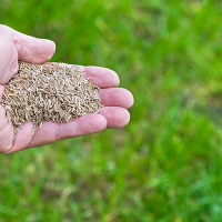 grass seed in a hand