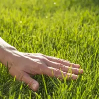 Hand feeling a well-maintained lawn