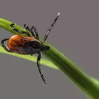 A tick walking on a blade of grass