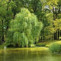 trees