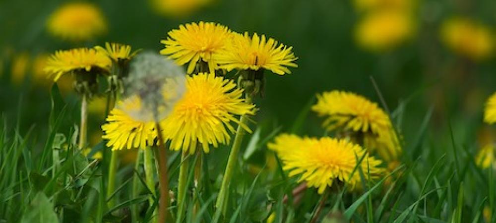 Dandelions