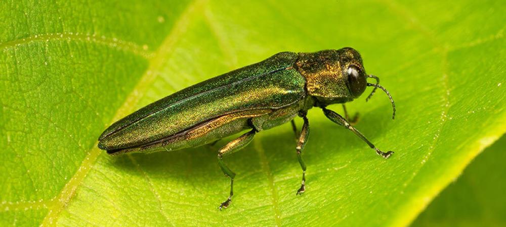 Emerald Ash Borer