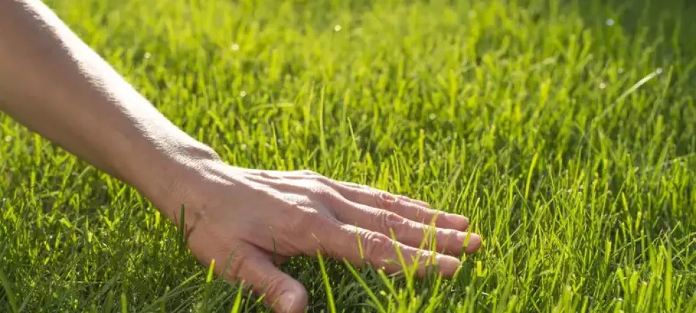 Hand feeling a well-maintained lawn