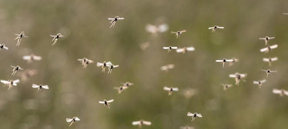 mosquito