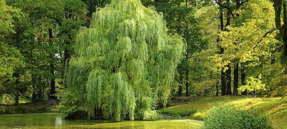 trees