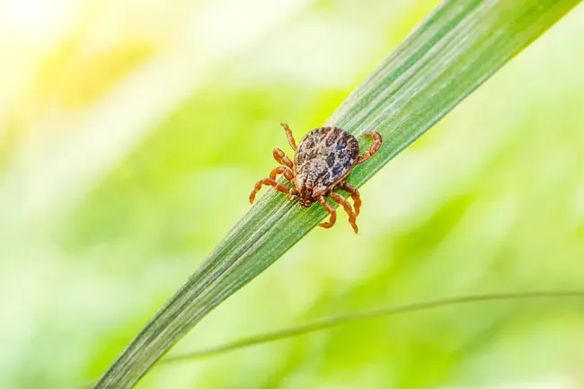 tick on a piece of grass