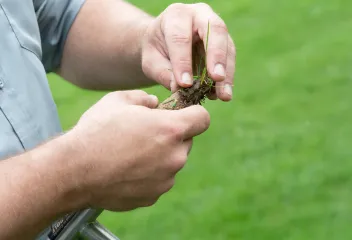 hands checking soil core