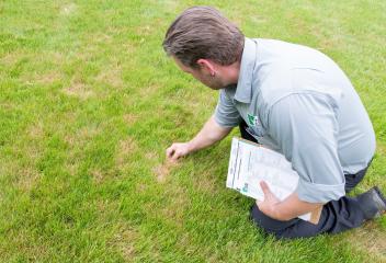 team inspecting grass