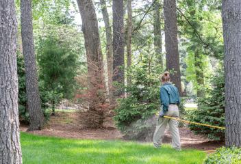 fertilizing trees