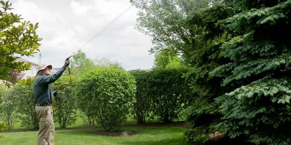 lawn technician spraying trees