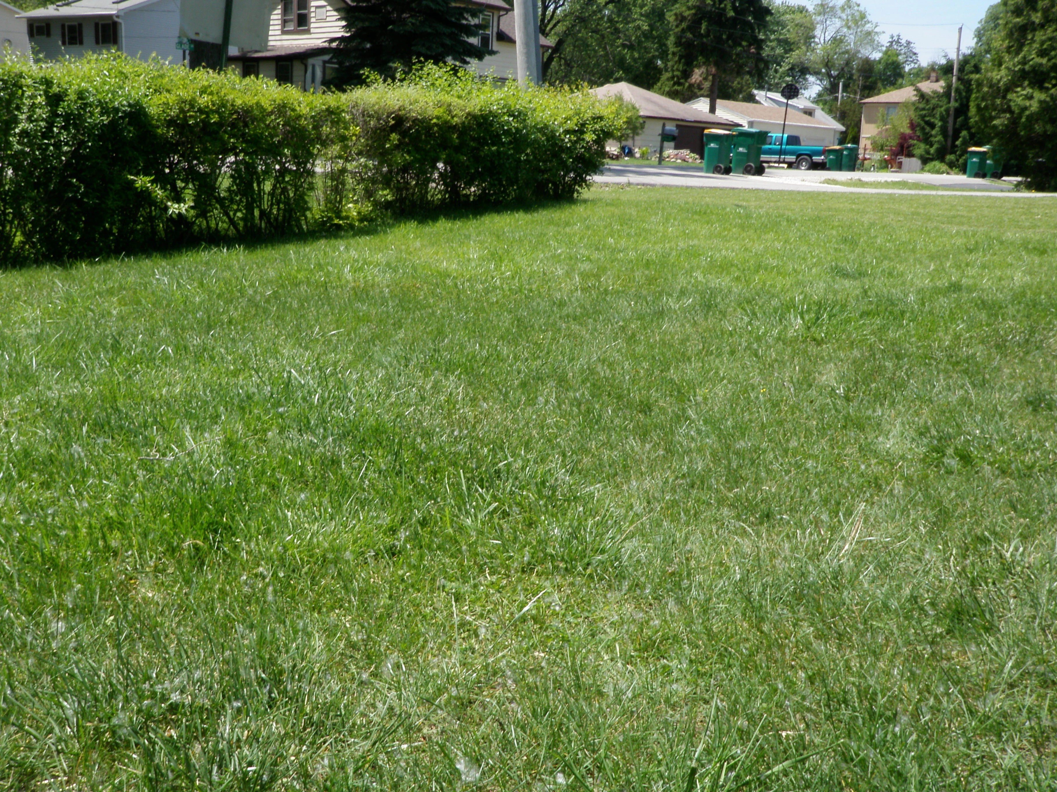 green lawn after weed control