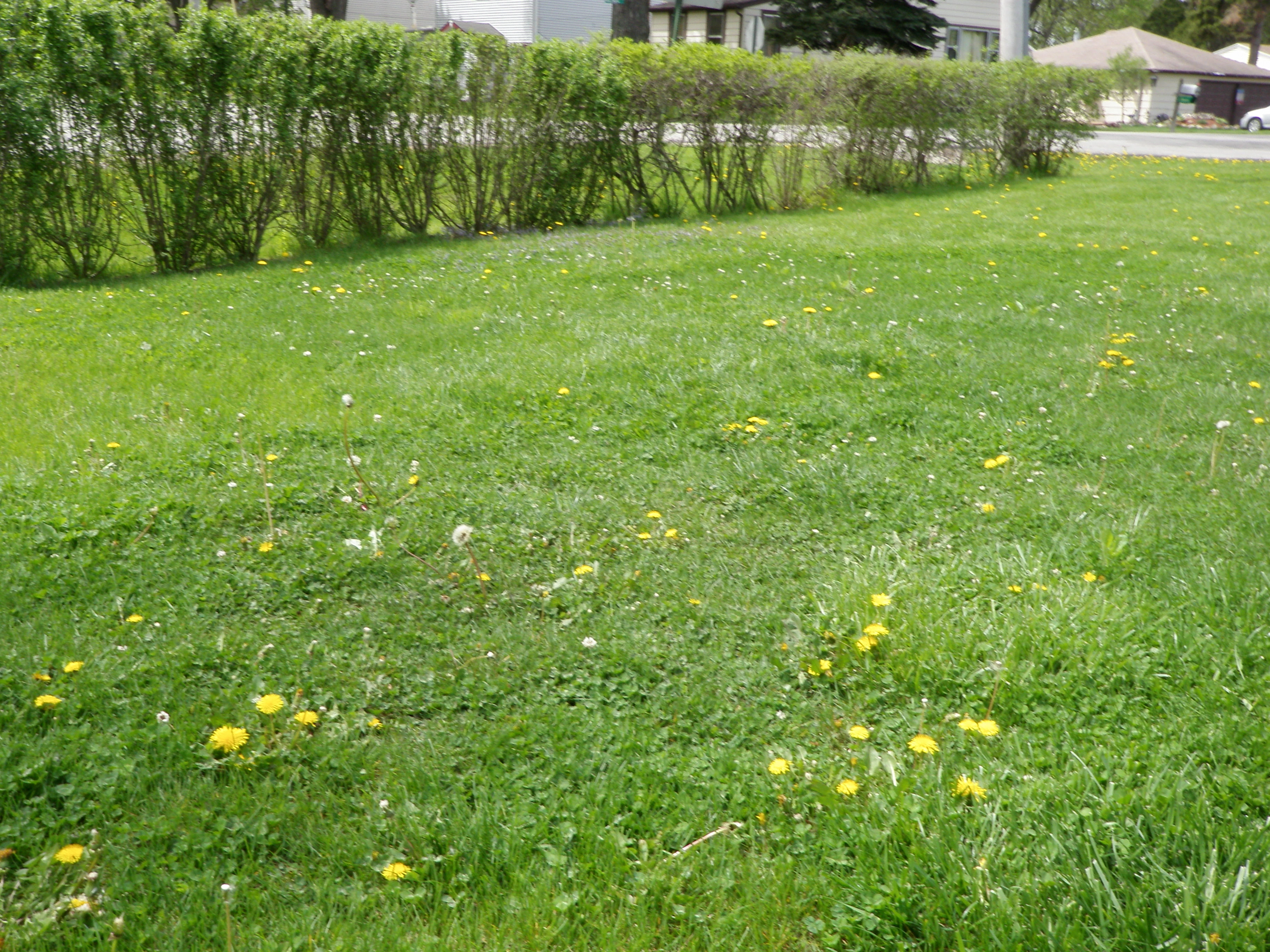 Lawn with weeds